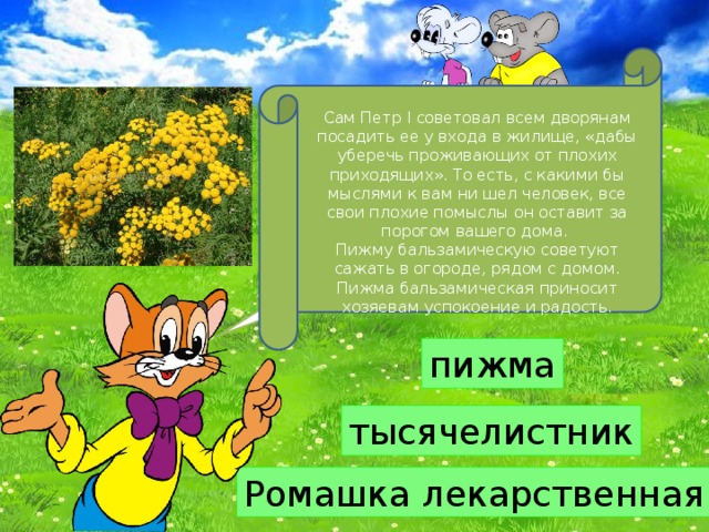 Сам Петр I советовал всем дворянам посадить ее у входа в жилище, «дабы уберечь проживающих от плохих приходящих». То есть, с какими бы мыслями к вам ни шел человек, все свои плохие помыслы он оставит за порогом вашего дома.   Пижму бальзамическую советуют сажать в огороде, рядом с домом. Пижма бальзамическая приносит хозяевам успокоение и радость. А теперь внимание, вопрос... пижма тысячелистник Ромашка лекарственная 