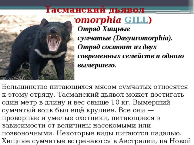 Тасманский дьявол презентация