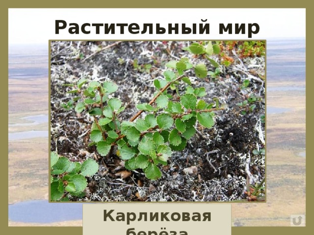 Картина карликовая береза