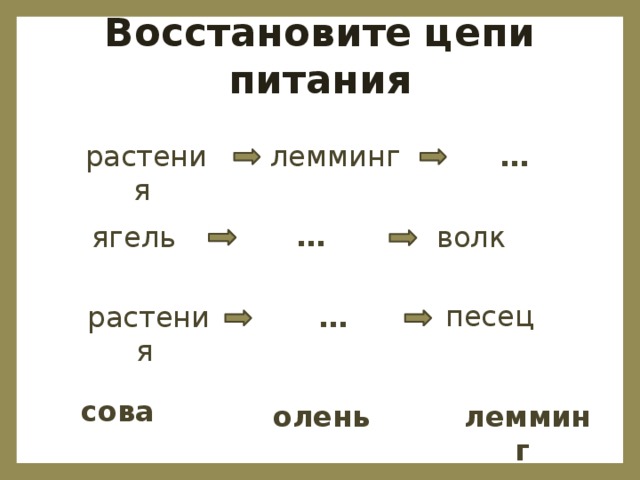 Цепь питания характерная для тундры. Восстанови цепи питания. Цепь питания с Леммингом. Восстанови пищевые цепи белая Сова лемминг. Восстанови цепи питания растения.