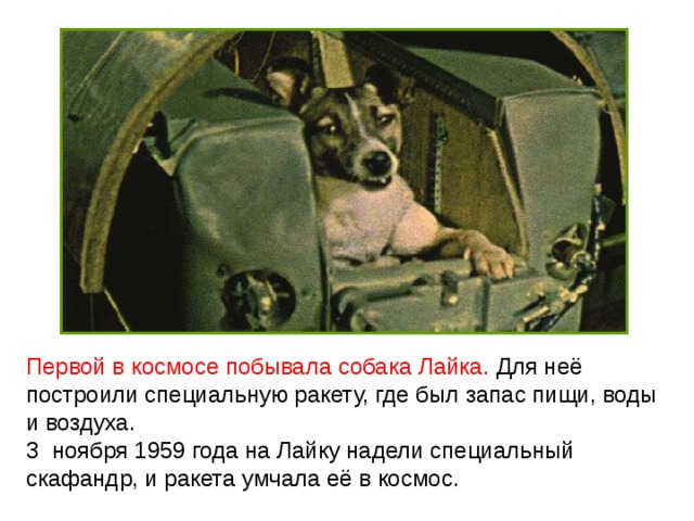 Напиши кто первым побывал в космосе. Собака лайка в космосе презентация. Первая собака в космосе лайка. Собаки побывавшие в космосе до Гагарина. 1957 Лайка в космосе.