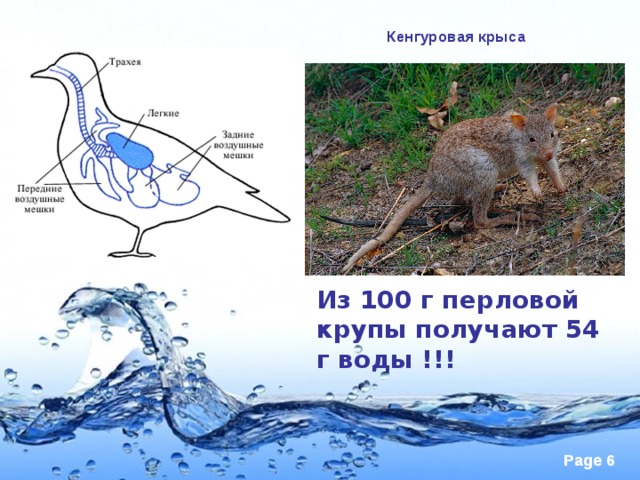 Кенгуровая крыса Из 100 г перловой крупы получают 54 г воды !!! 