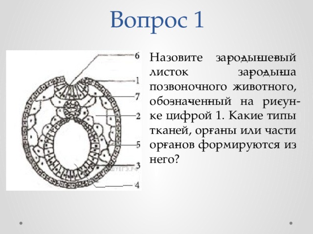 Животное под цифрой 1. Зародышевый листок позвоночного животного. Зародышевый листок зародыша позвоночного животного. Типы тканей зародышевых листков. Нейрула зародышевые листки.