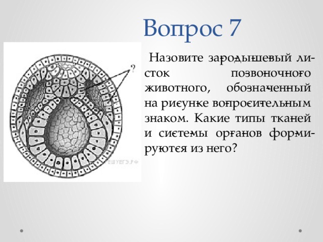 Зародышевые листки рисунок. Зародышевый листок позвоночного животного. Заррдыщнвый листой пощвоночного живлтного. Назовите зародышевый листок. Зародышевый листок зародыша позвоночного животного.