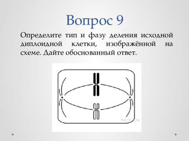 Типы деления исходной диплоидной клетки