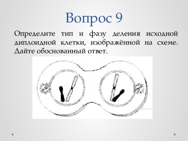 Исходная диплоидная клетка