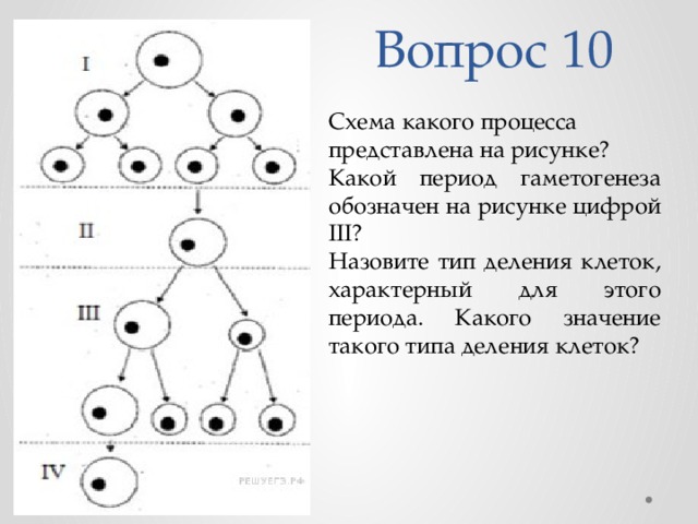 Какой биологический процесс изображен на рисунке