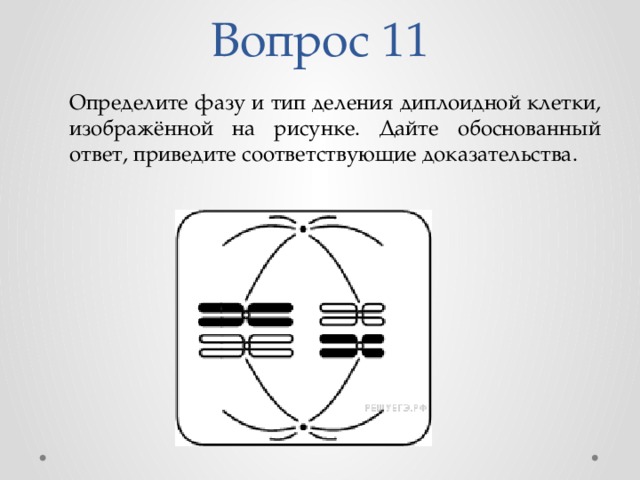 Типы деления. Фазу деления исходной диплоидной клетки. Тип деления диплоидной клетки. Определите Тип и фазу деления. Определите Тип и фазу деления клетки.