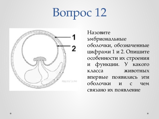 На рисунке изображен эмбрион