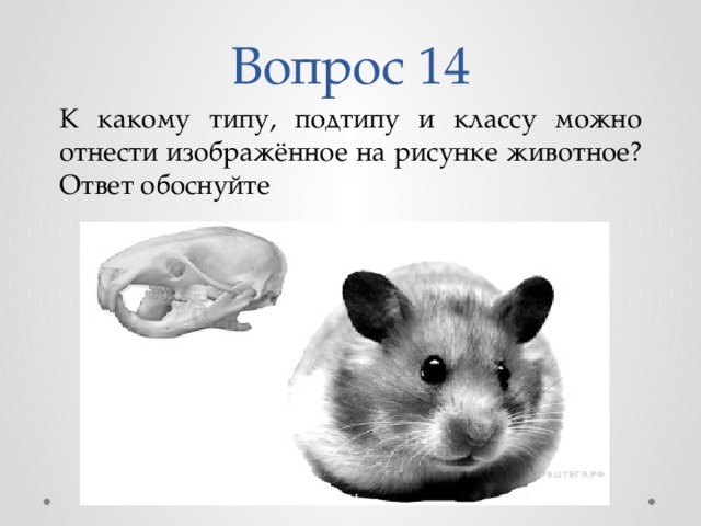 К какому типу подтипу и классу можно отнести изображенное на рисунке животное ответ обоснуйте