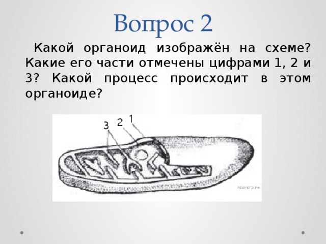 Выберите функции органоида изображенного на рисунке