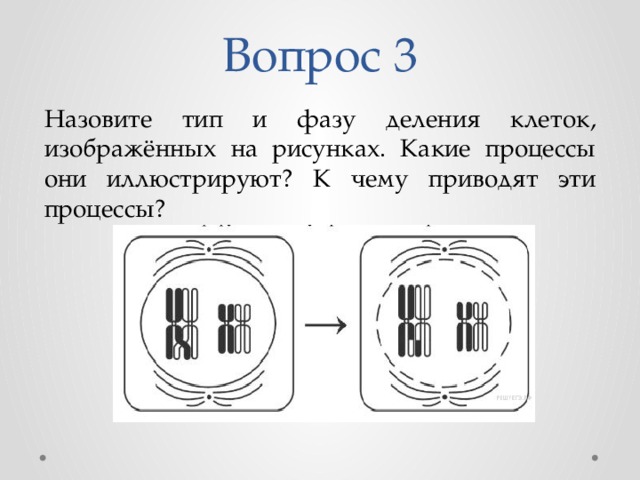 Рассмотрите рисунок с изображением фаз клеточного деления и определите способ деления набор хромосом