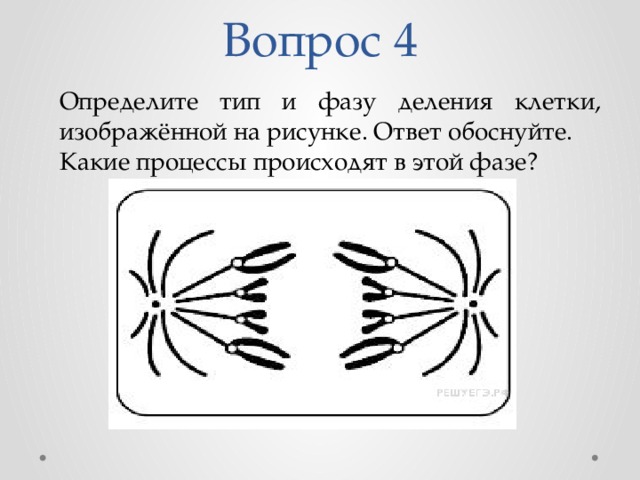 Рассмотрите рисунок с изображением клеточного деления