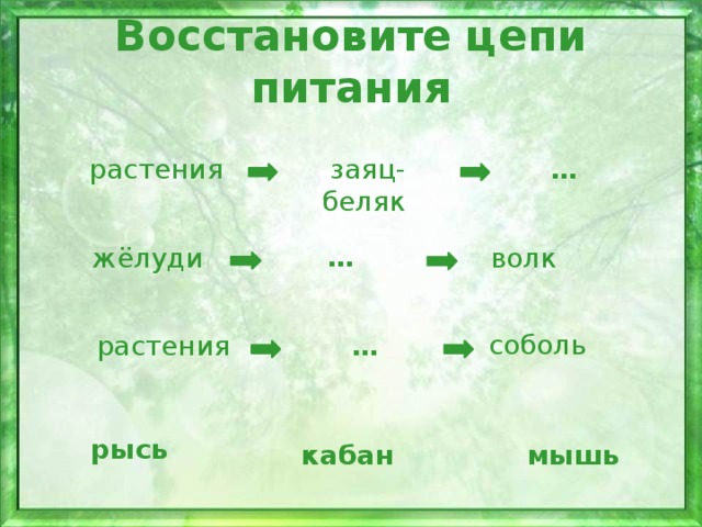 Рассмотрите схему цепи питания какие определения подходят зайцу выберите