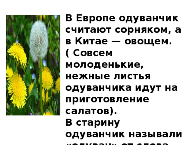 В Европе одуванчик считают сорняком, а в Китае — овощем. ( Совсем молоденькие, нежные листья одуванчика идут на приготовление салатов). В старину одуванчик называли «одуван» от слова «дуть», что значит «обдуть». 