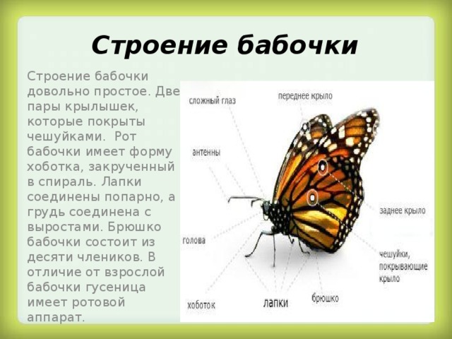 Основные части тела бабочки рассмотри рисунок и подпиши