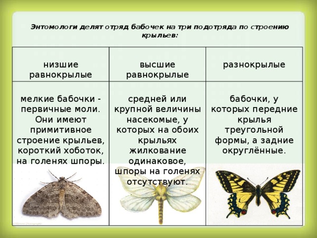 Какие словосочетания имеют одинаковое строение подчеркни их допиши схему их строения алый цветок