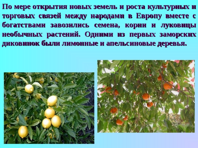 По мере открытия новых земель и роста культурных и торговых связей между народами в Европу вместе с богатствами завозились семена, корни и луковицы необычных растений. Одними из первых заморских диковинок были лимонные и апельсиновые деревья.