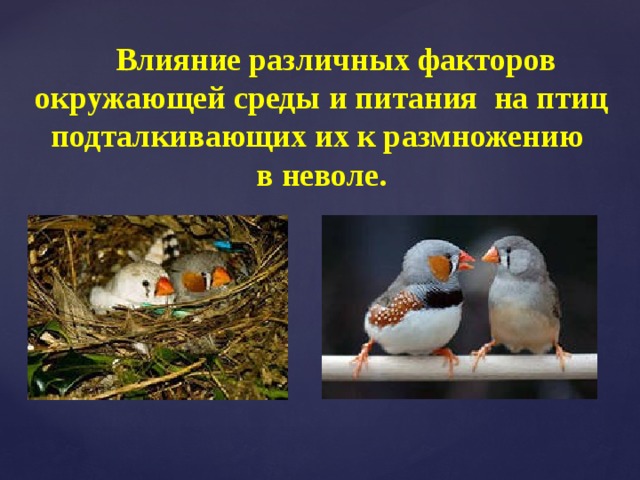 Влияние различных факторов окружающей среды и питания на птиц подталкивающих их к размножению  в неволе. 