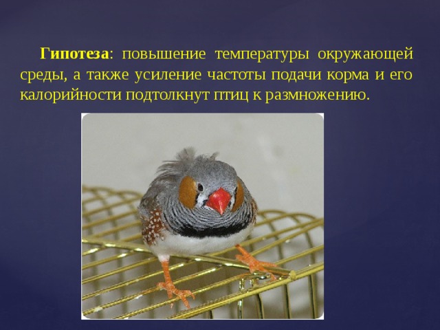 Гипотеза : повышение температуры окружающей среды, а также усиление частоты подачи корма и его калорийности подтолкнут птиц к размножению. 