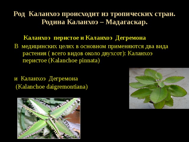 Род Каланхоэ происходит из тропических стран. Родина Каланхоэ – Мадагаскар.  Каланхоэ перистое и Каланхоэ Дегремона В медицинских целях в основном применяются два вида растения ( всего видов около двухсот): Каланхоэ перистое (Kalanchoe pinnata) и Каланхоэ Дегремона  (Kalanchoe daigremontiana) 