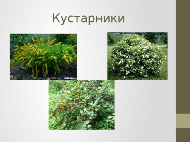 Кустарники 