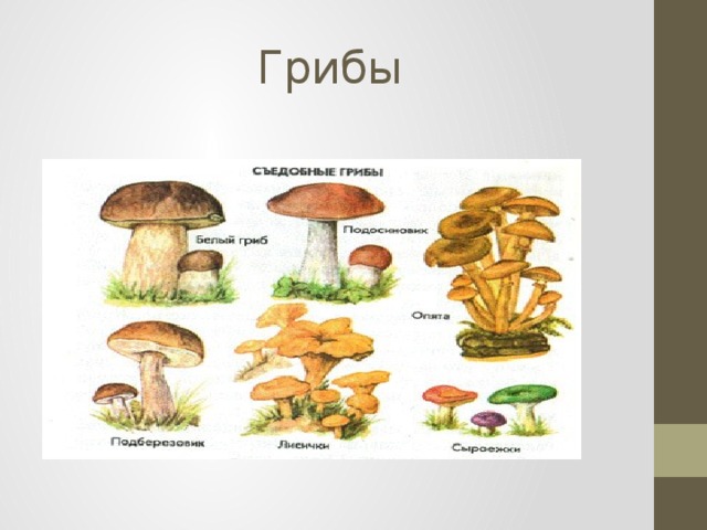 Грибы 