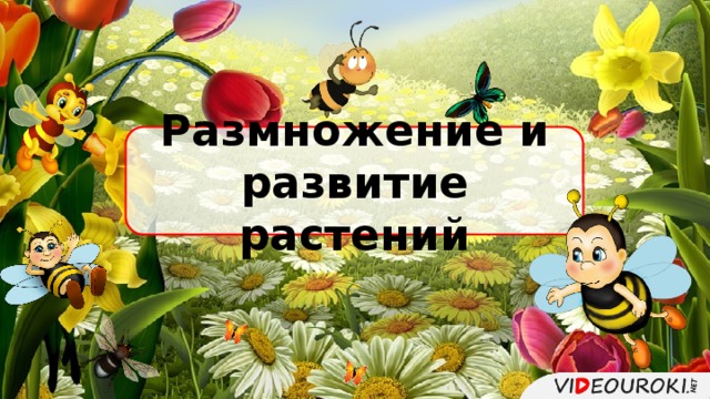 Размножение и развитие растений 3 класс презентация