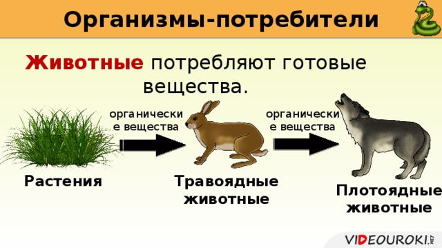 Организмы потребляющие готовые органические