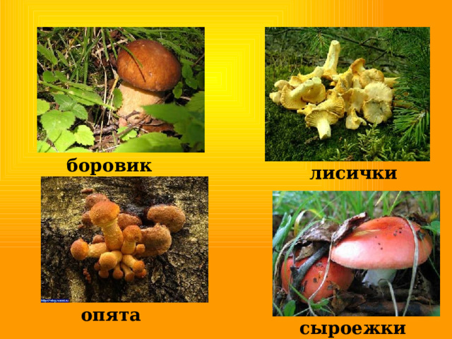 боровик лисички опята сыроежки 