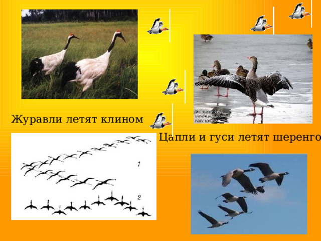 Журавли летят клином Цапли и гуси летят шеренгой 