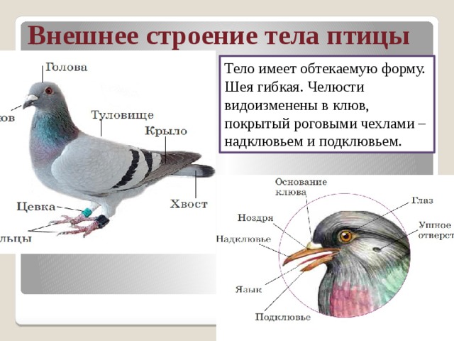 Внешнее строение тела птицы Тело имеет обтекаемую форму. Шея гибкая. Челюсти видоизменены в клюв, покрытый роговыми чехлами – надклювьем и подклювьем. 