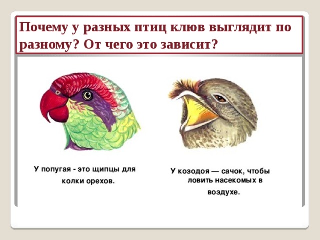 Почему у разных птиц клюв выглядит по разному? От чего это зависит? 