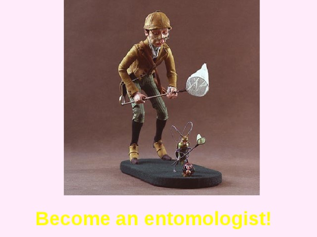 Become an entomologist!  