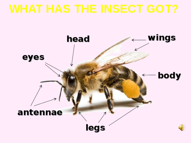 WHAT HAS THE INSECT GOT? wings head eyes body antennae legs 
