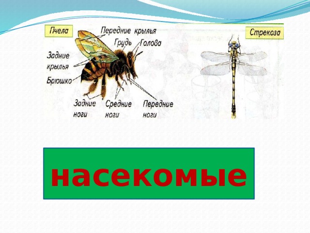 Викторина про насекомых презентация