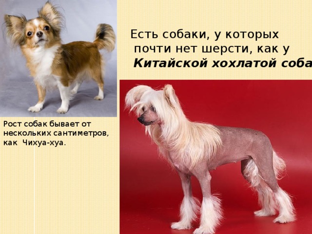 Есть собаки, у которых  почти нет шерсти, как у   Китайской хохлатой собаки Рост собак бывает от нескольких сантиметров, как Чихуа-хуа. 