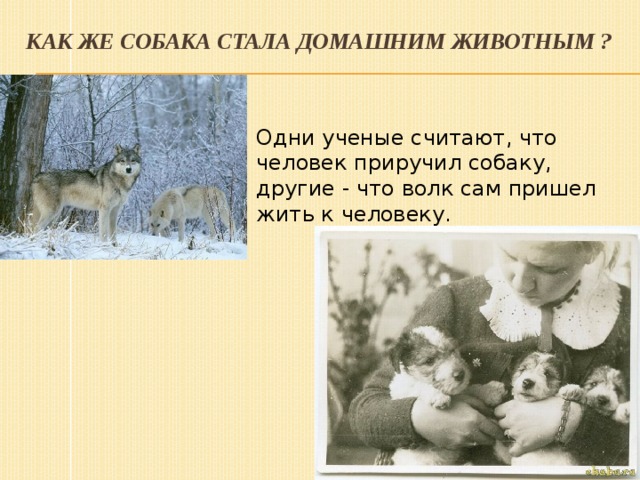Как же собака стала домашним животным ? Одни ученые считают, что человек приручил собаку, другие - что волк сам пришел жить к человеку. 