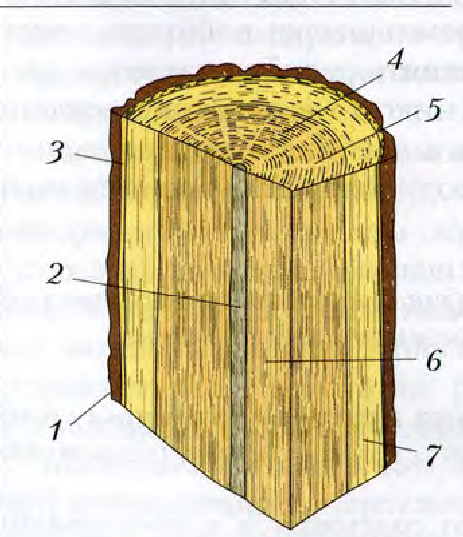 Между древесиной и лубом в стволе. Строение древесины сердцевинные лучи технология. Строение древесины стебля дерева. Строение древесины рис. Строение ствола дерева 5 класс.