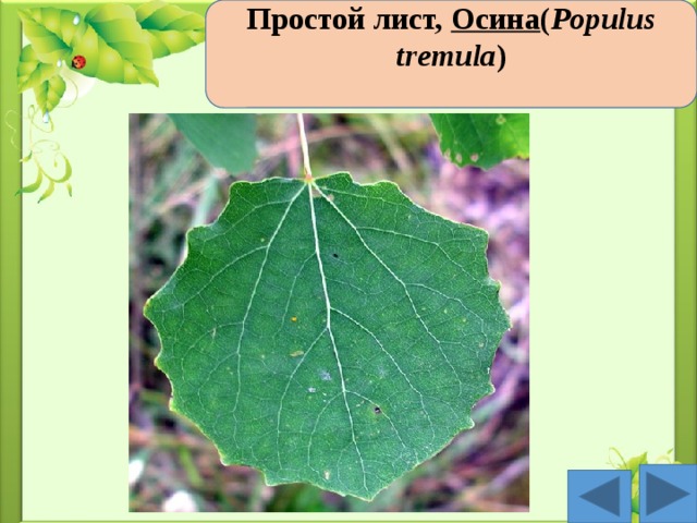 Простой лист,  Осина ( Populus tremula )