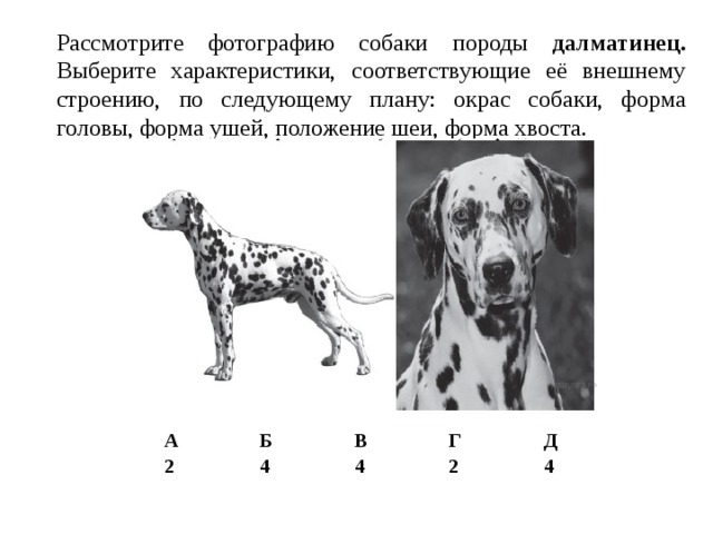 Рассмотрите фотографию собаки породы далматинец. Выберите характеристики, соответствующие её внешнему строению, по следующему плану: окрас собаки, форма головы, форма ушей, положение шеи, форма хвоста. А 2 Б В 4 Г 4 Д 2 4