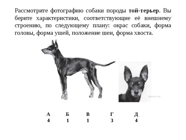 Рассмотрите фо­то­гра­фию собаки по­ро­ды той-терьер . Вы­бе­ри­те характеристики, со­от­вет­ству­ю­щие её внеш­не­му строению, по сле­ду­ю­ще­му плану: окрас собаки, форма головы, форма ушей, по­ло­же­ние шеи, форма хвоста. А 4 Б В 1 Г 1 Д 3 4