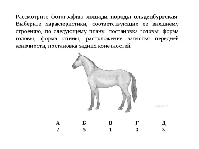 Рассмотрите фо­то­гра­фию ло­ша­ди по­ро­ды ольденбургская . Вы­бе­ри­те характеристики, со­от­вет­ству­ю­щие ее внеш­не­му строению, по сле­ду­ю­ще­му плану: по­ста­нов­ка головы, форма головы, форма спины, рас­по­ло­же­ние за­пя­стья пе­ред­ней конечности, по­ста­нов­ка зад­них конечностей. А 2 Б В 5 Г 1 Д 3 3
