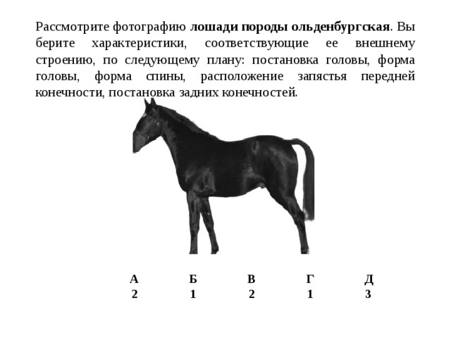 Рассмотрите фотографию черной лошади породы андалузская и выполните задания