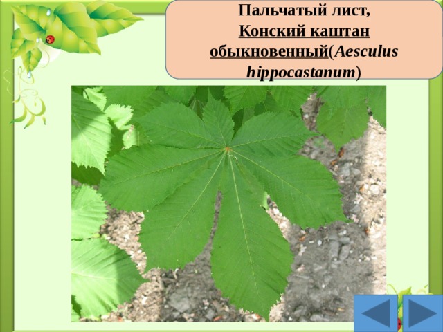 Пальчатый лист, Конский каштан обыкновенный ( Aesculus hippocastanum )