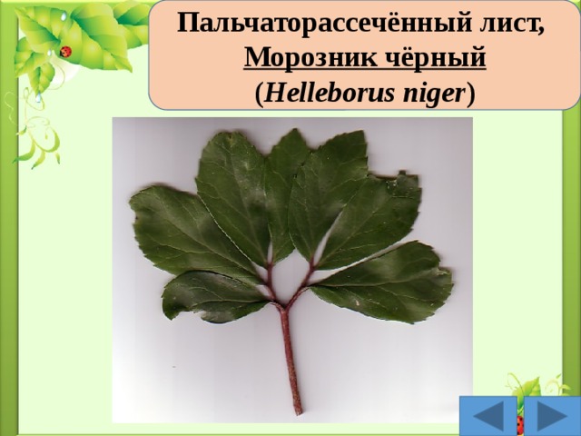 Пальчаторассечённый лист,  Морозник чёрный ( Helleborus niger )