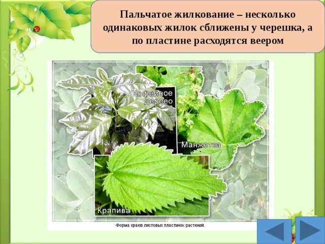 Пальчатое жилкование – несколько одинаковых жилок сближены у черешка, а по пластине расходятся веером