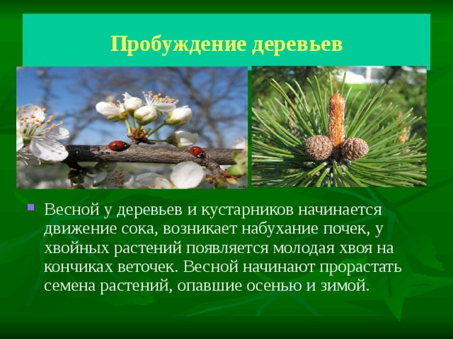 Пробуждение деревьев. Изменения растений весной. Изменения в жизни растений весной. Что происходит с растениями весной.