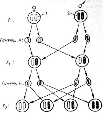 Закон чистоты гамет схема