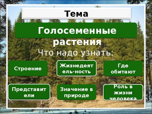 Каковы особенности строения голосеменных растений. Роль голосеменных в экосистеме. Таблица Голосеменные растения в природе. Экология голосеменных растений. Польза голосеменных растений.